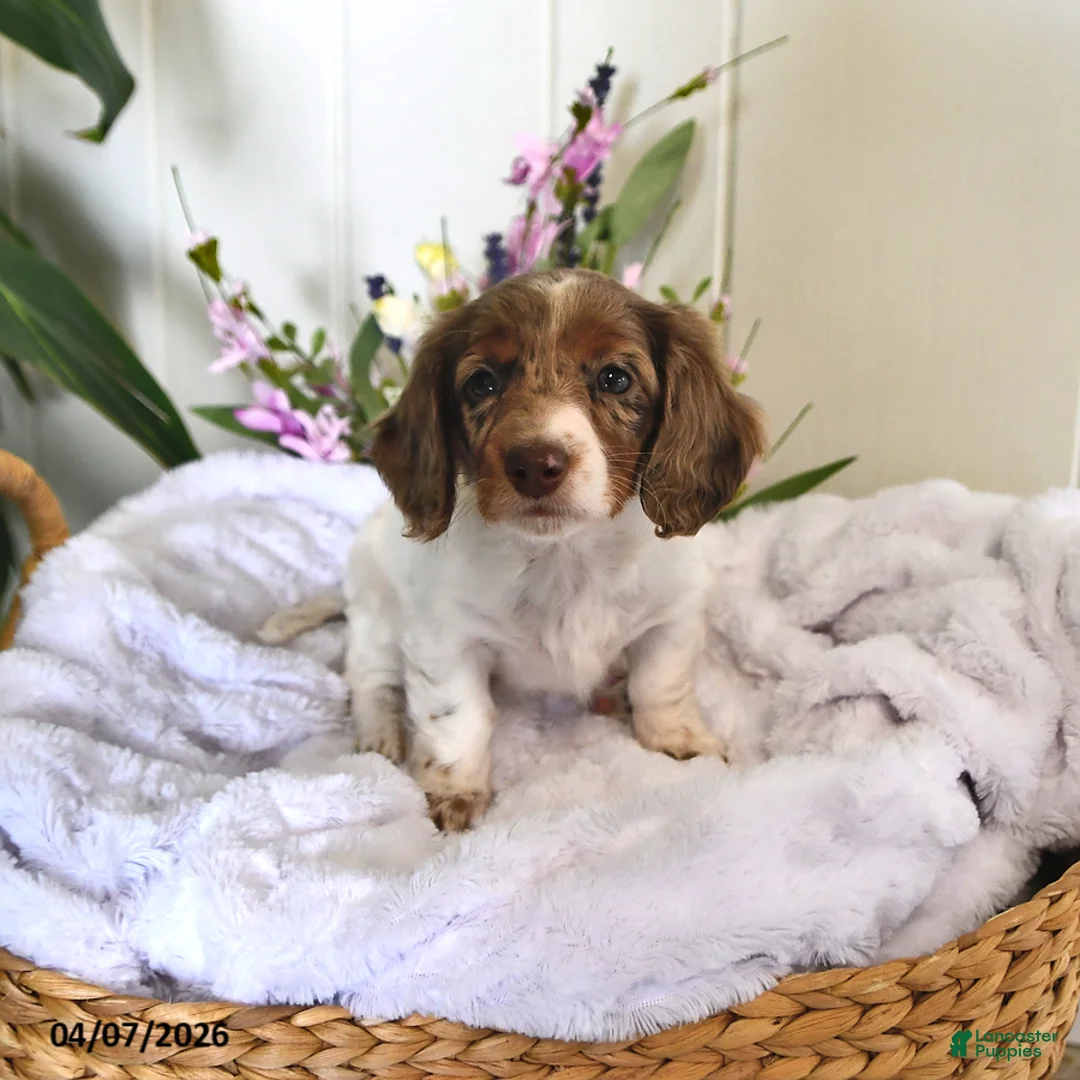 Miniature Dachshund dogs for sale: Dolly - Ad 2