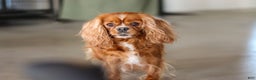Cavapoo dogs for sale: Loki - Ad 10