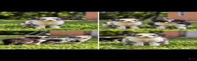 Australian Shepherd 2