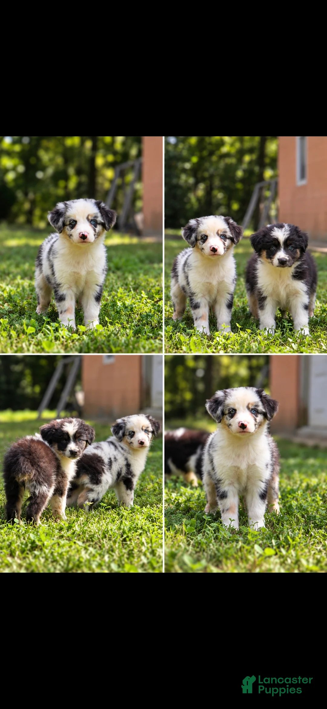 Australian Shepherd dogs for sale: Australian Shepherd 2 - Ad 1