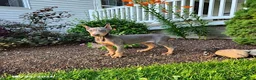 Doberman Pinscher dogs for sale: Gigi - Ad 1
