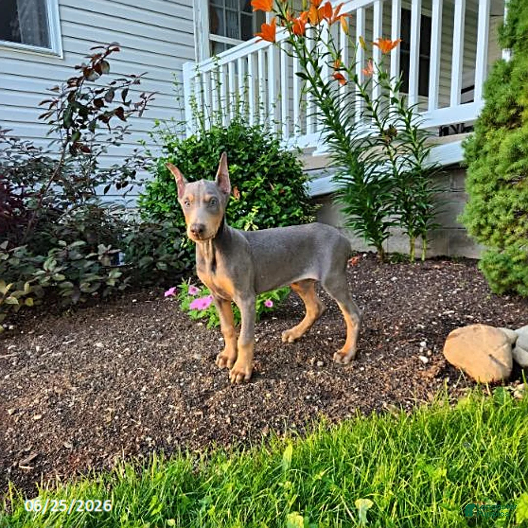 Doberman Pinscher dogs for sale: Gigi - Ad 1
