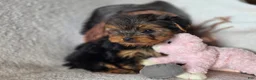 Yorkshire Terrier dogs for sale: Arwen - Ad 1