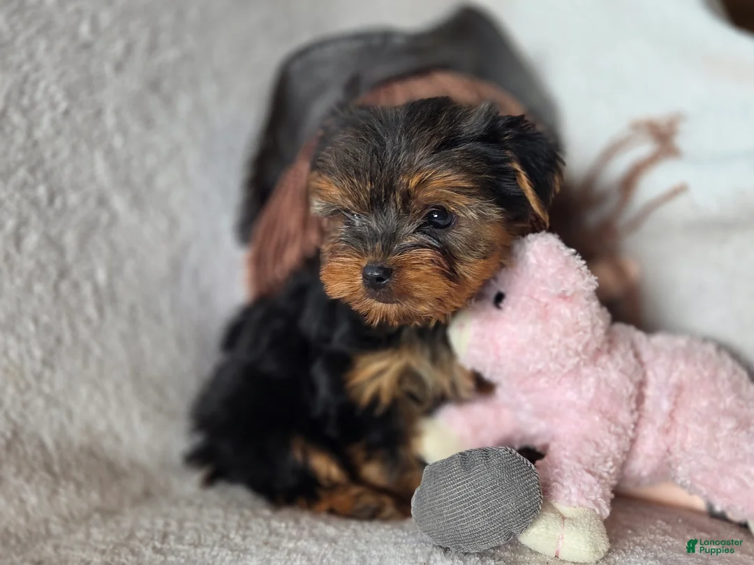 Yorkshire Terrier dogs for sale: Arwen - Ad 1