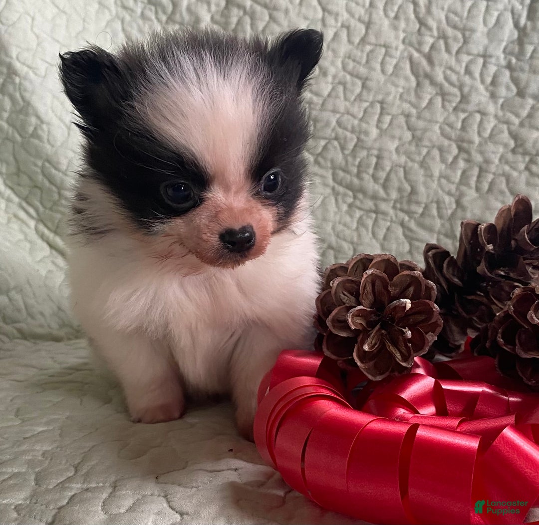 Pomchi dogs for sale: Toby  - Ad 3