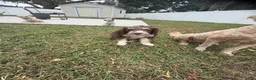 Aussiedoodle dogs for sale: Aussiedoodle 3 - Ad 7