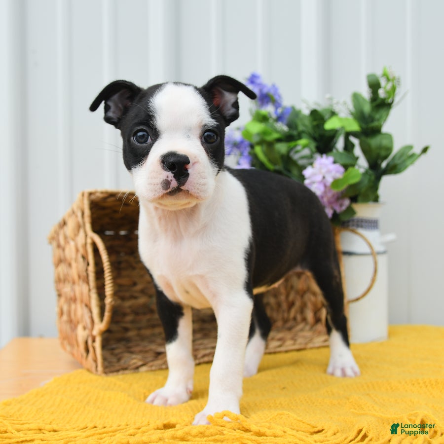 Boston Terrier dogs Boo Boo - Ad 2