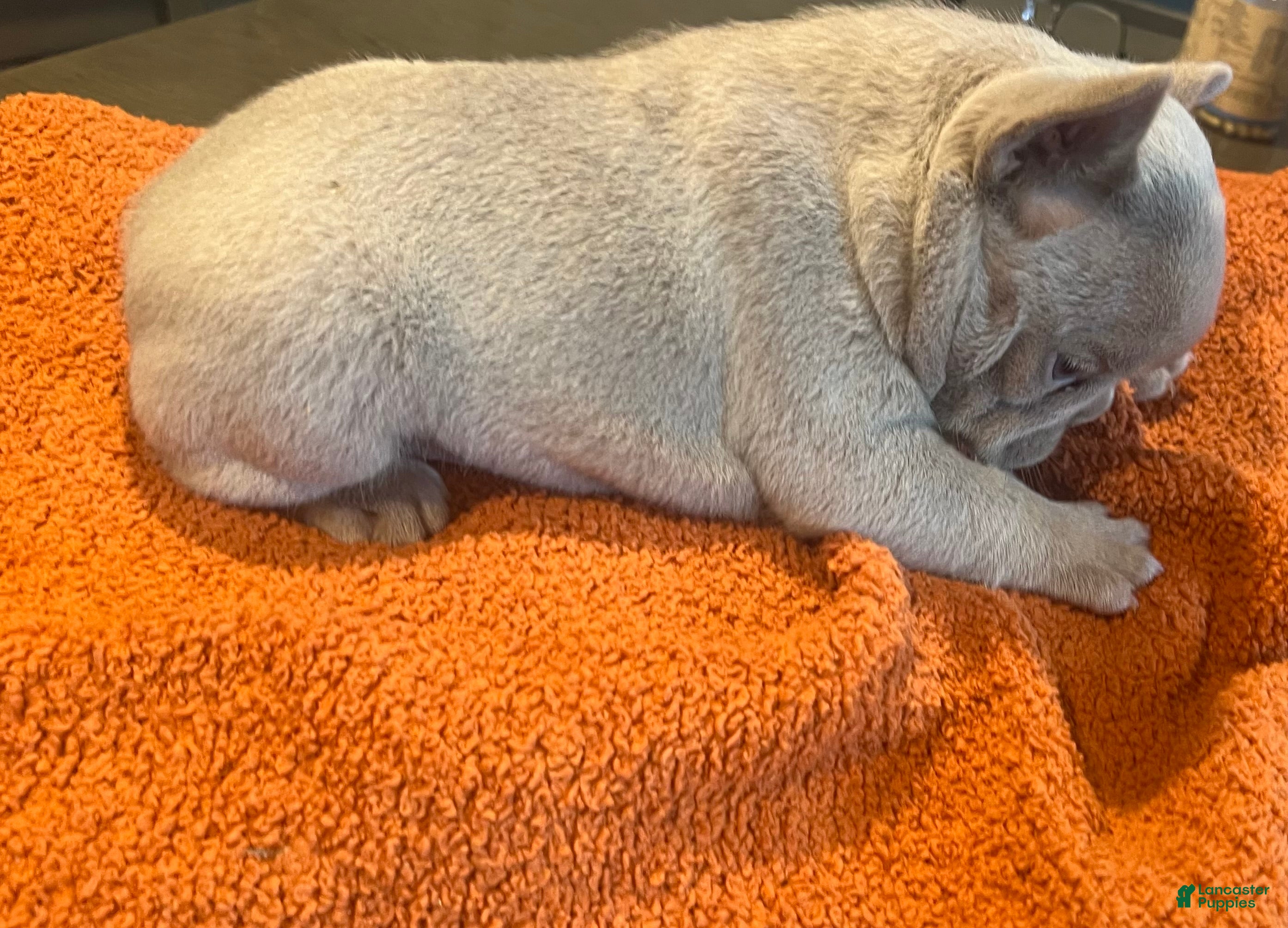 French Bulldog dogs Pink_M_2026 - Ad 2
