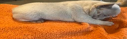 French Bulldog dogs for sale: Pink_M_2026 - Ad 2