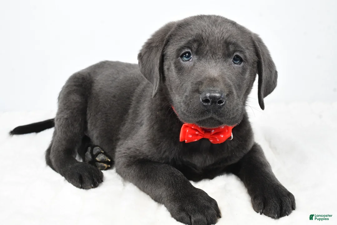 Labrador Retriever dogs for sale: Ritz - Ad 2
