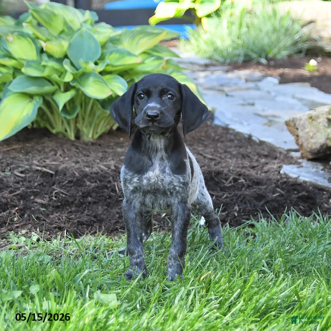 German Shorthaired Pointer dogs for sale: Pansy - Ad 2