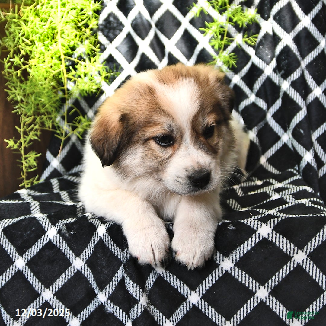 Great Pyrenees dogs for sale: Haley - Ad 3