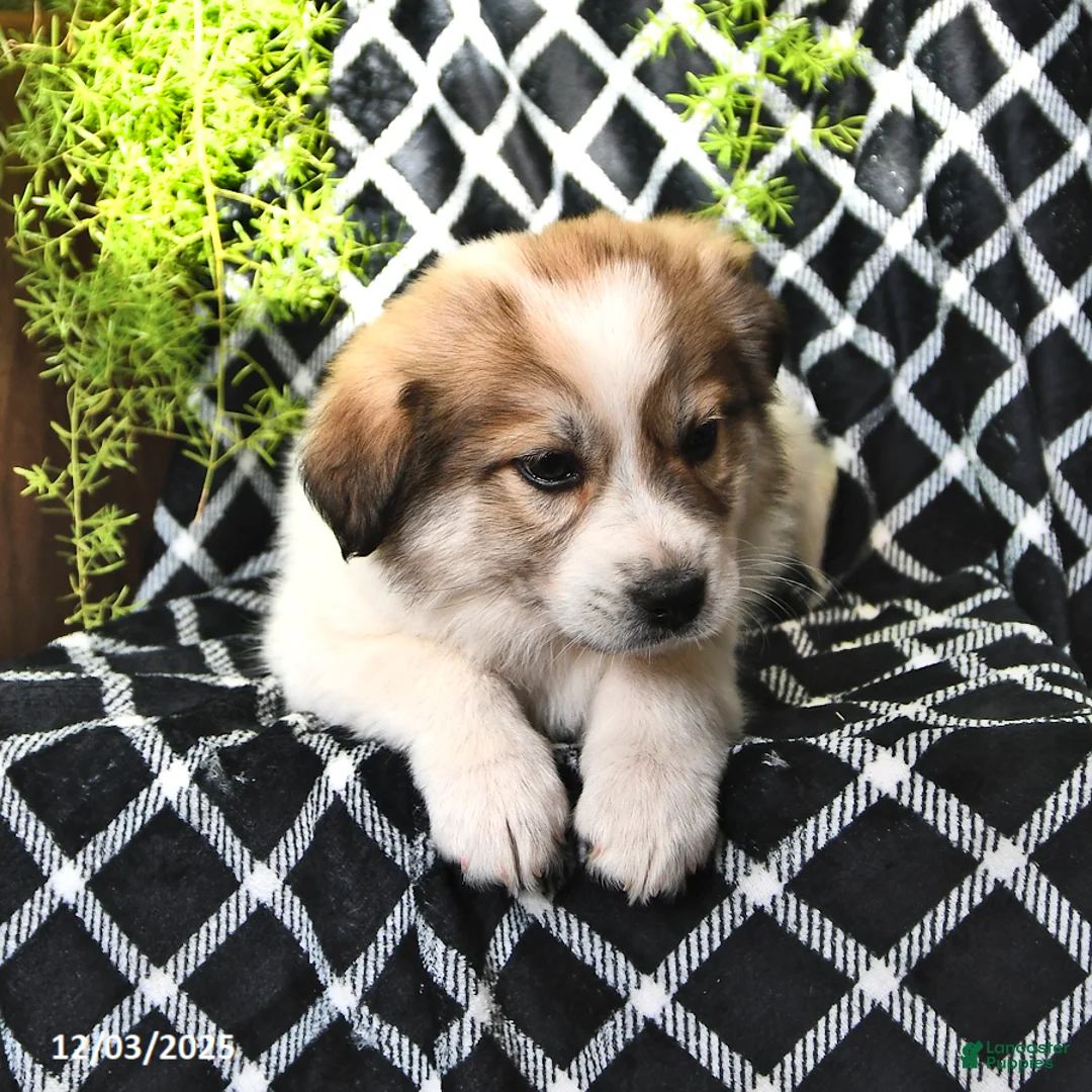 Great Pyrenees dogs for sale: Haley - Ad 13