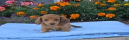 Miniature Dachshund dogs for sale: Luna - Ad 3