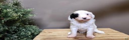 Mini Bernedoodle dogs for sale: Flake - Ad 18