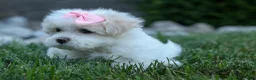 Maltese dogs for sale: OLENNA - Ad 8