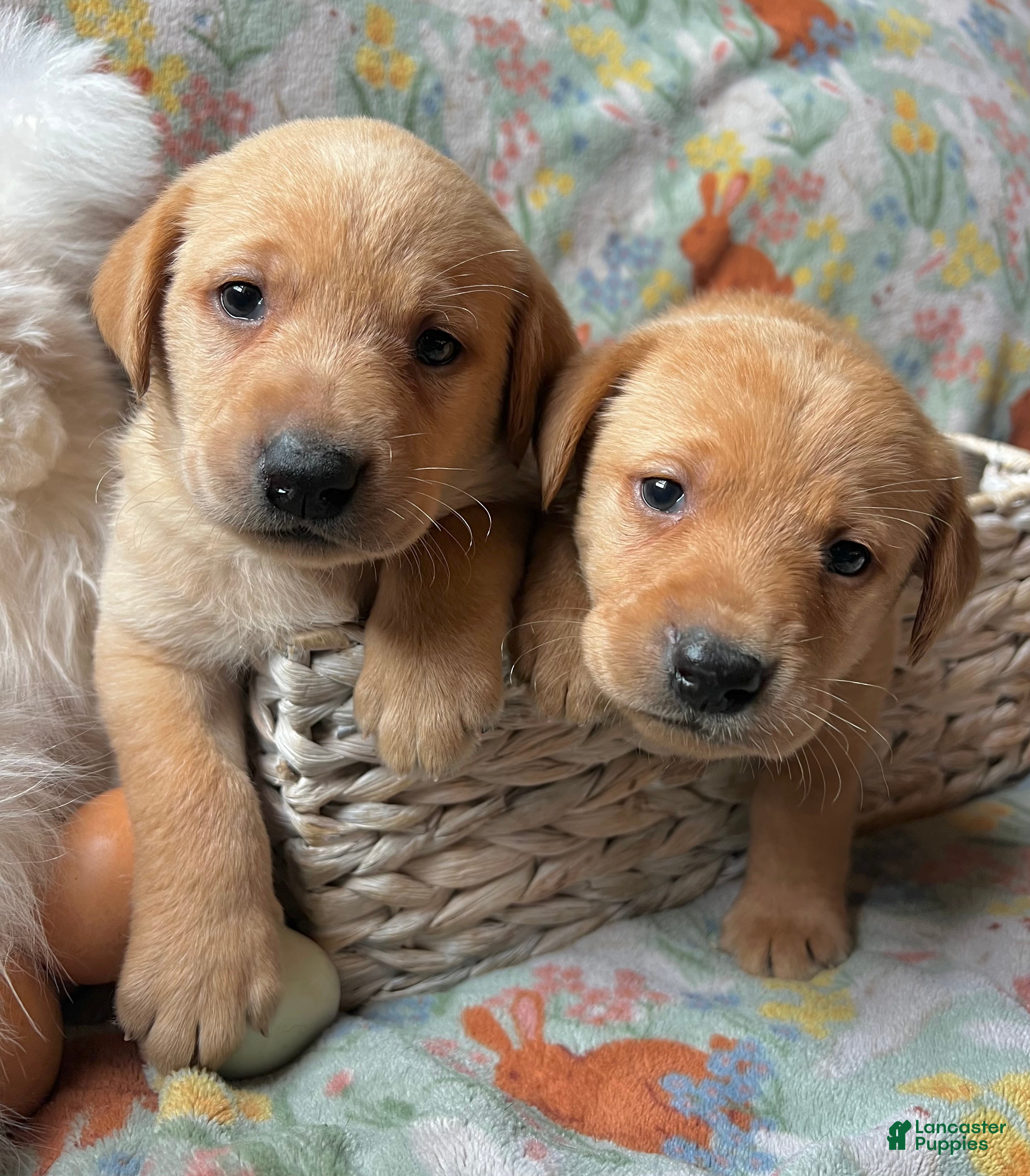 Labrador Retriever dogs Cypress - Ad 10