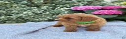 Toy Poodle dogs for sale: Pixie - Ad 15