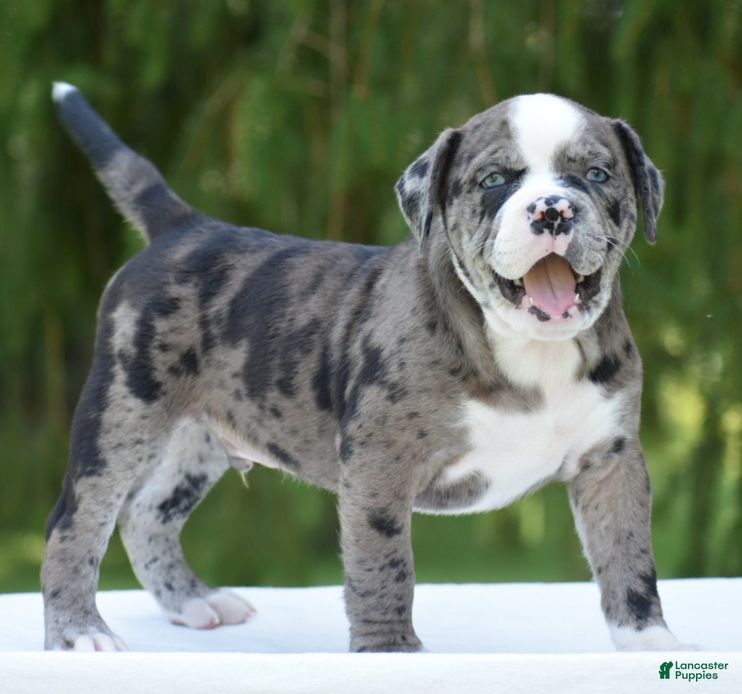 Mixed Breed dogs for sale: Prettia bully bulldog hybrid  - Ad 29