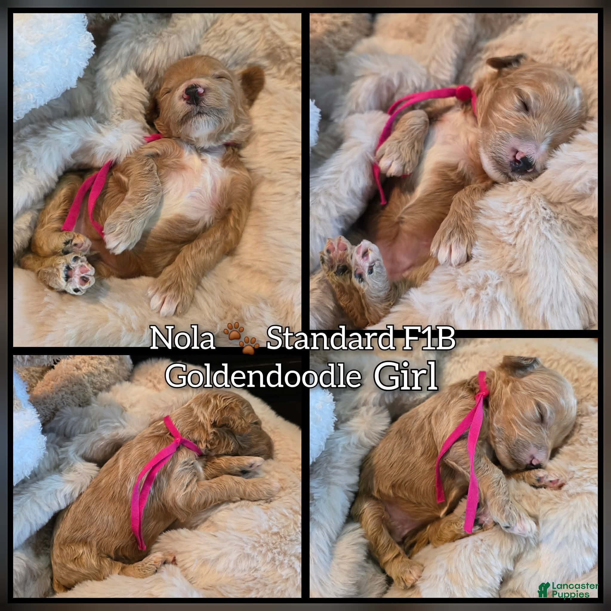 Goldendoodle dogs Nola  - Ad 1