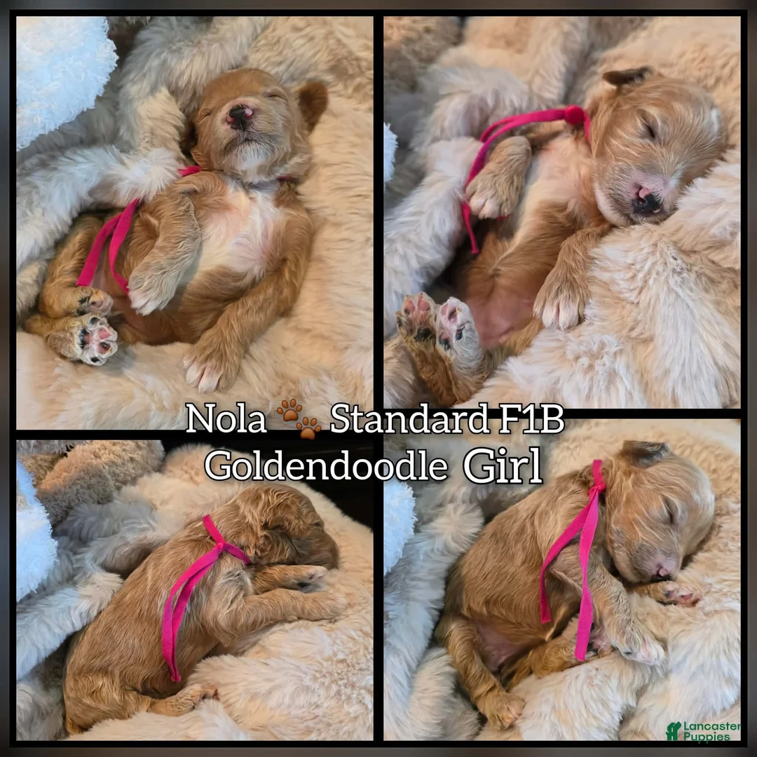Goldendoodle dogs for sale: Nola  - Ad 1