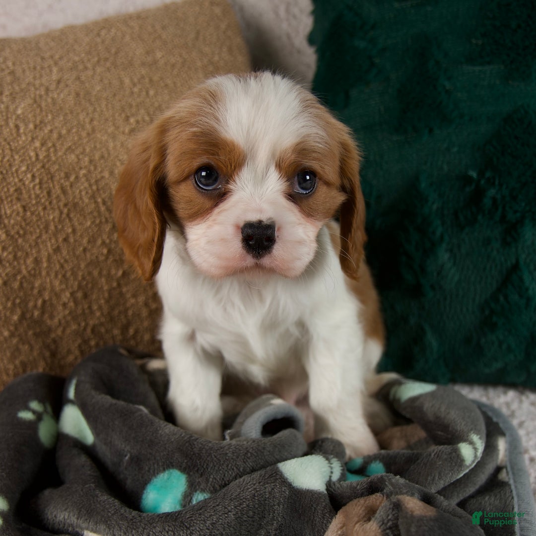 Cavalier King Charles Spaniel dogs for sale: Alfie - Ad 1