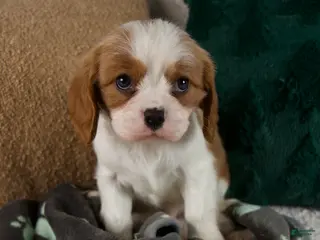 Cavalier King Charles Spaniel dogs Alfie - Ad 24