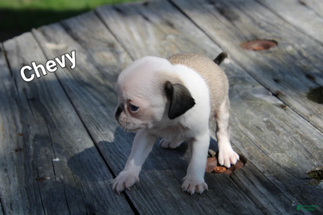 Pug dogs for sale: Chevy - Ad 3