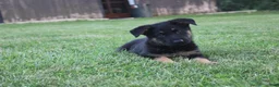 German Shepherd dogs for sale: Charlie - Ad 3