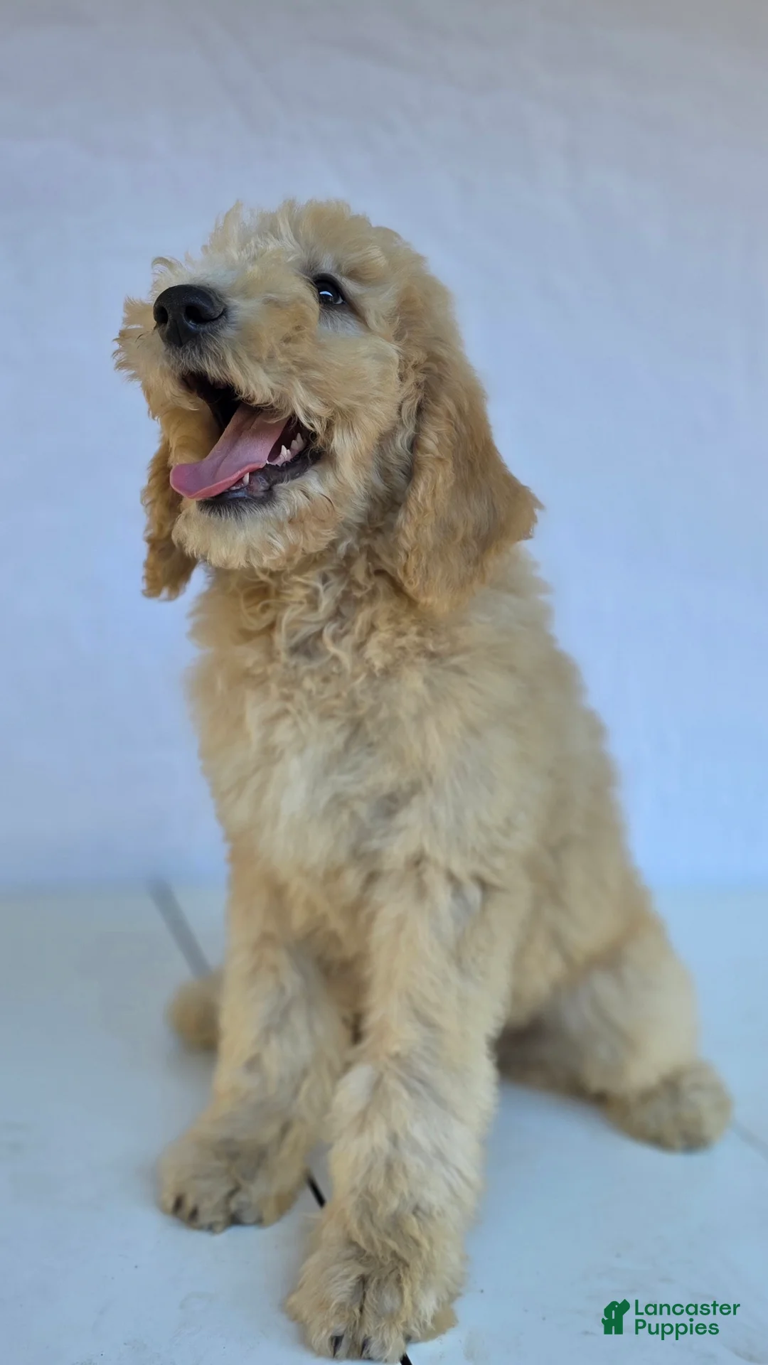 Goldendoodle dogs for sale: Biscuit - Ad 6