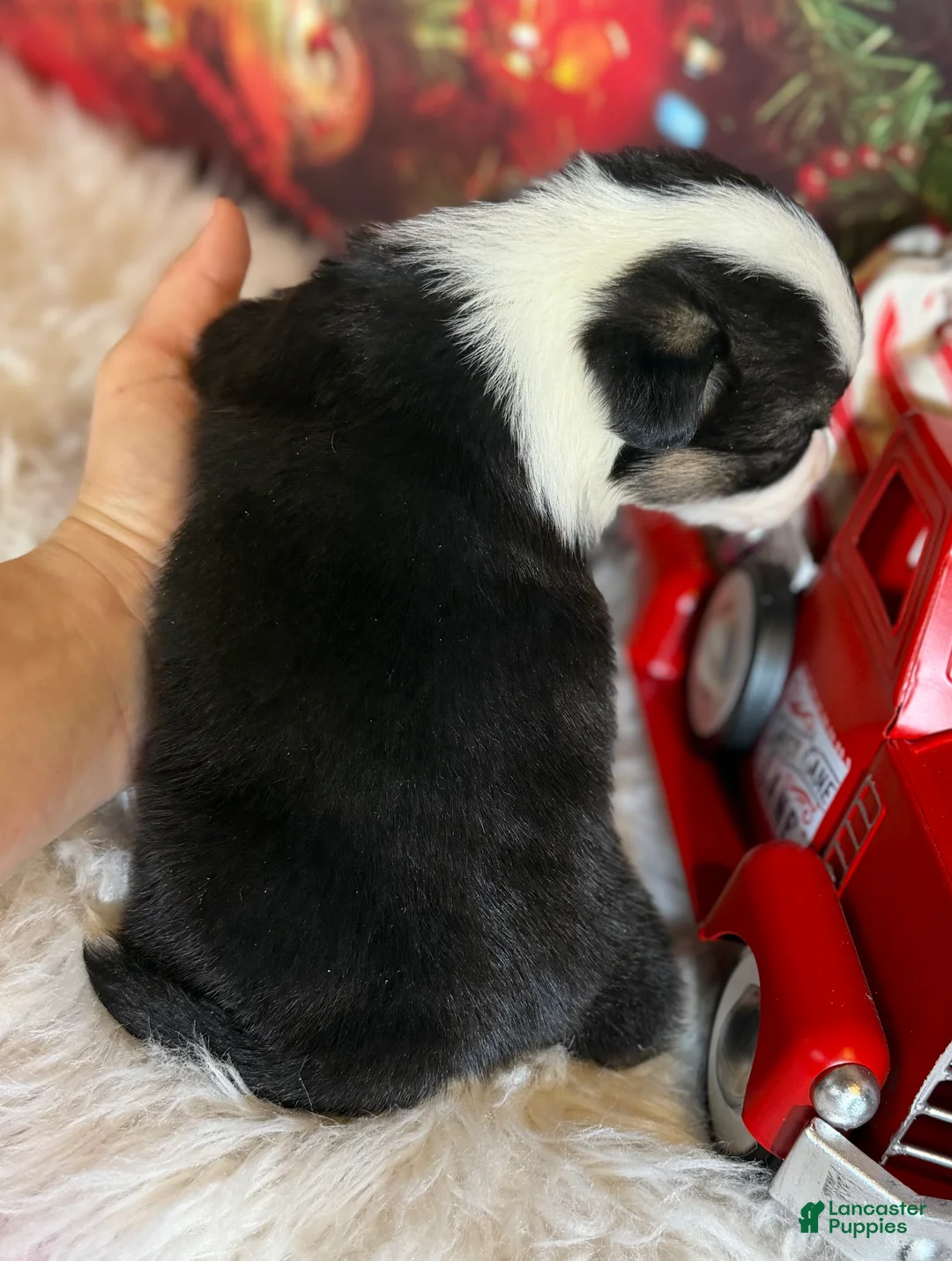 Welsh Corgi Pembroke dogs for sale: Aca twinkle DNA clear full tail fluffy/ Bluie carrier  - Ad 3