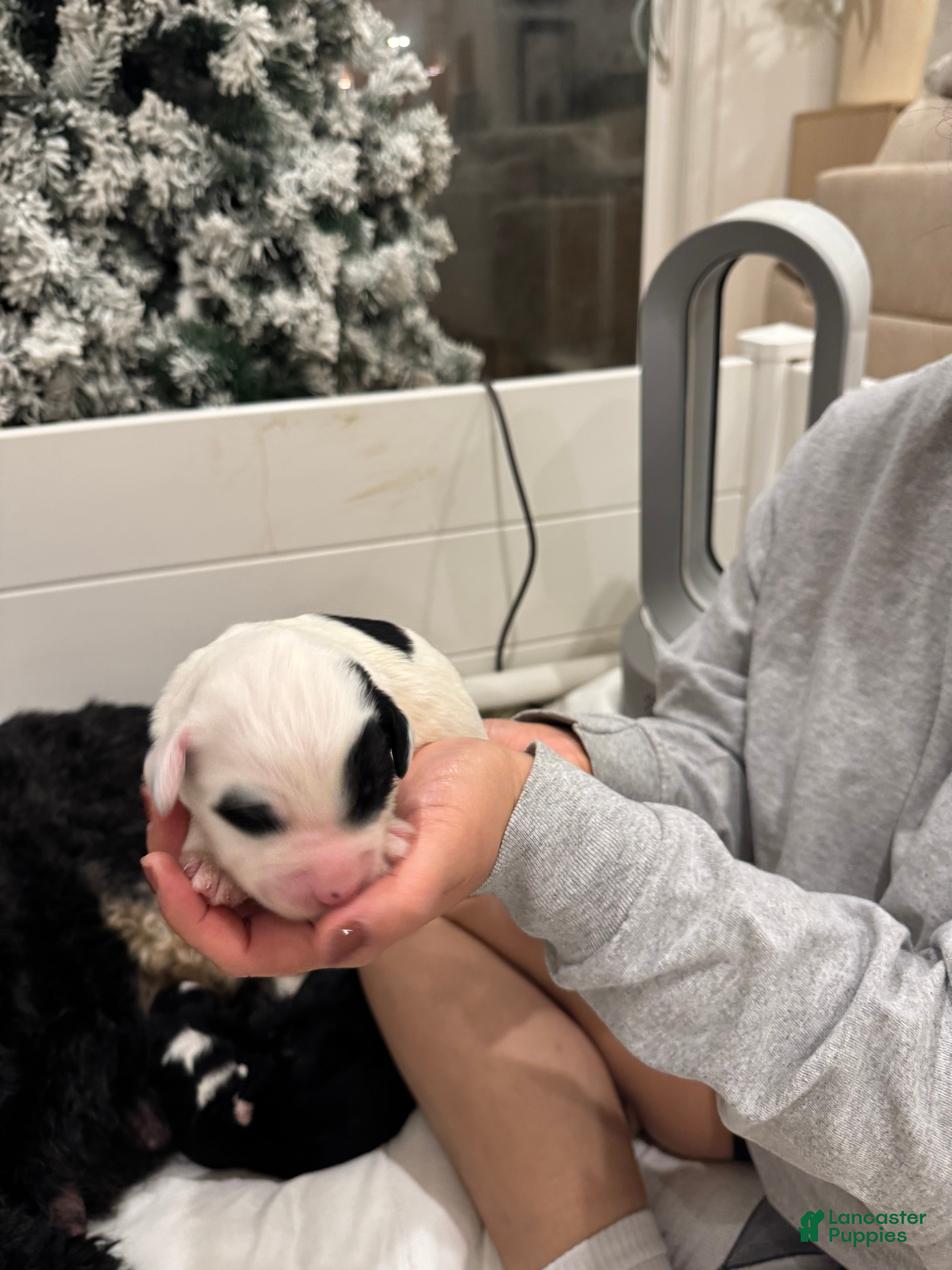 Bernedoodle dogs McGee - Ad 41