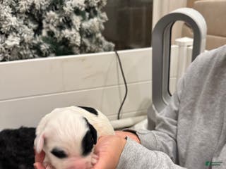 Bernedoodle dogs McGee - Ad 24