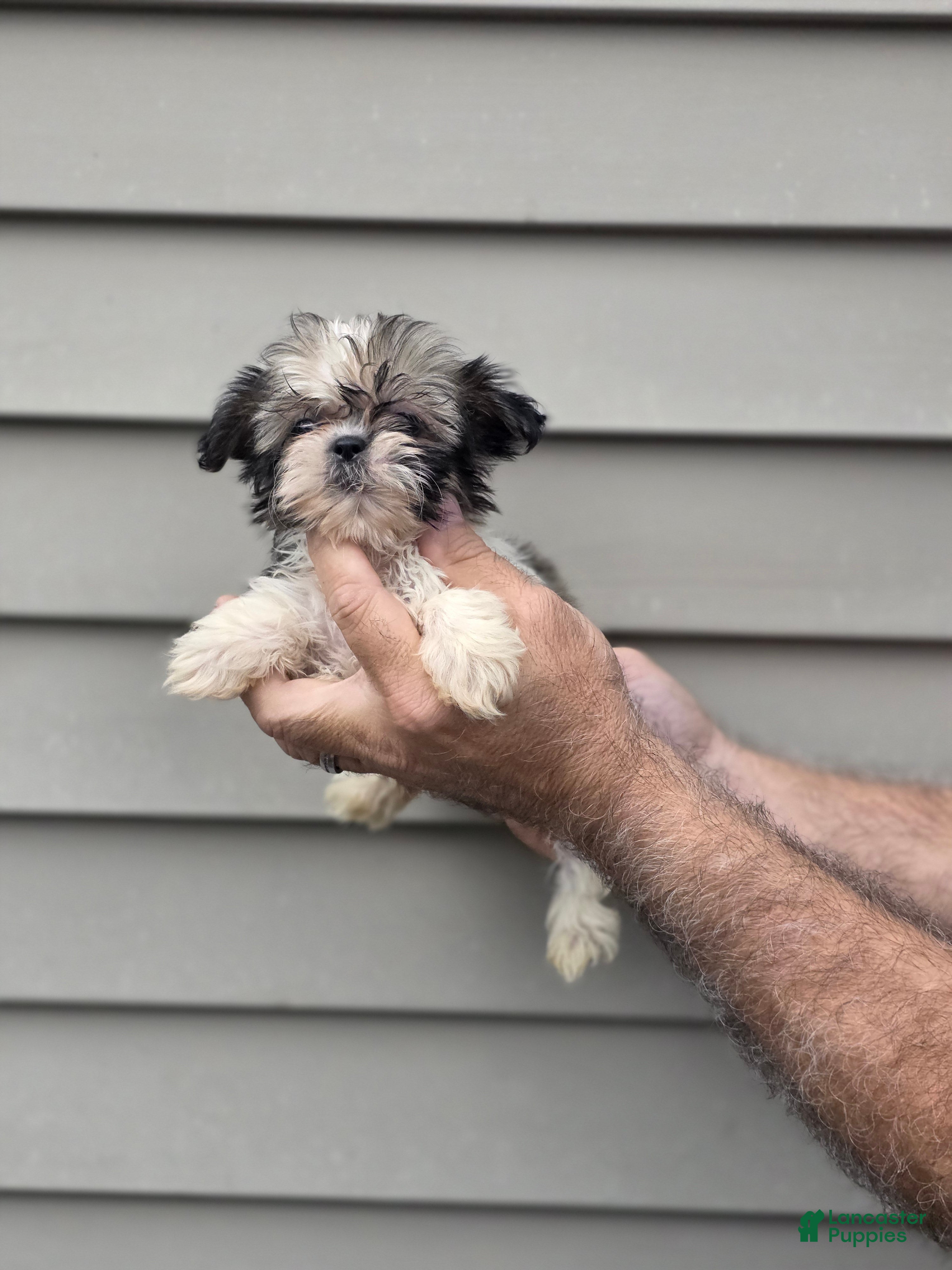 Shih Tzu dogs Patsy - Ad 1