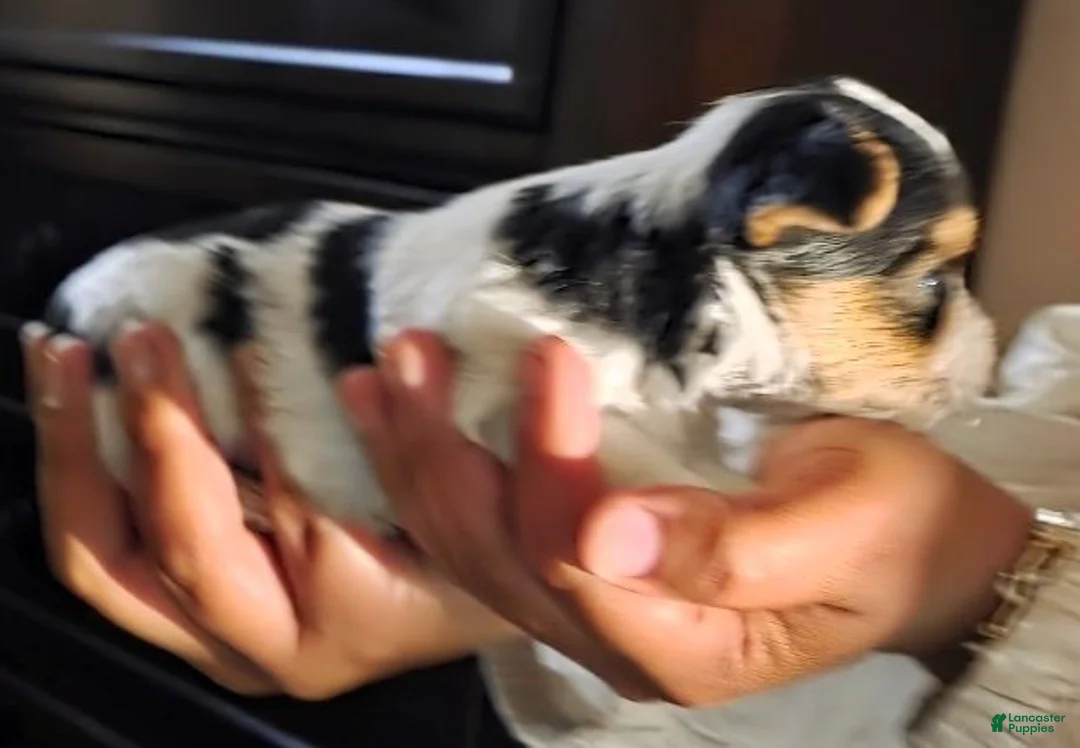Yorkshire Terrier dogs for sale: Yorkshire Terrier 1 - Ad 2