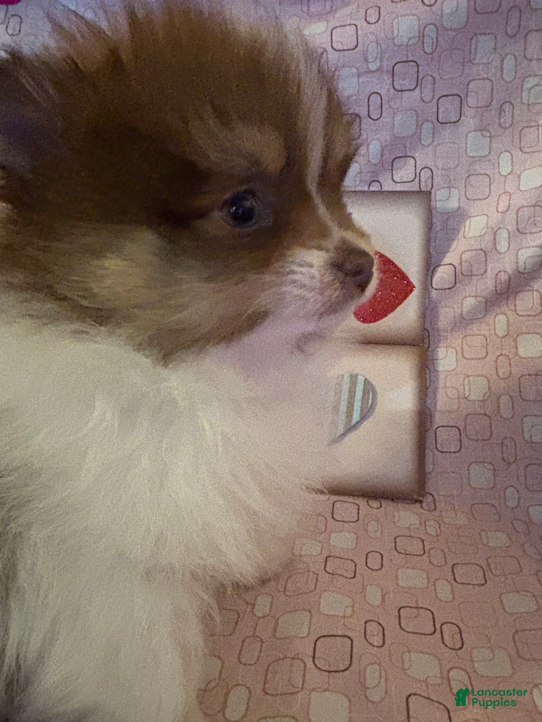 Pomeranian dogs for sale: Jasper - Ad 9