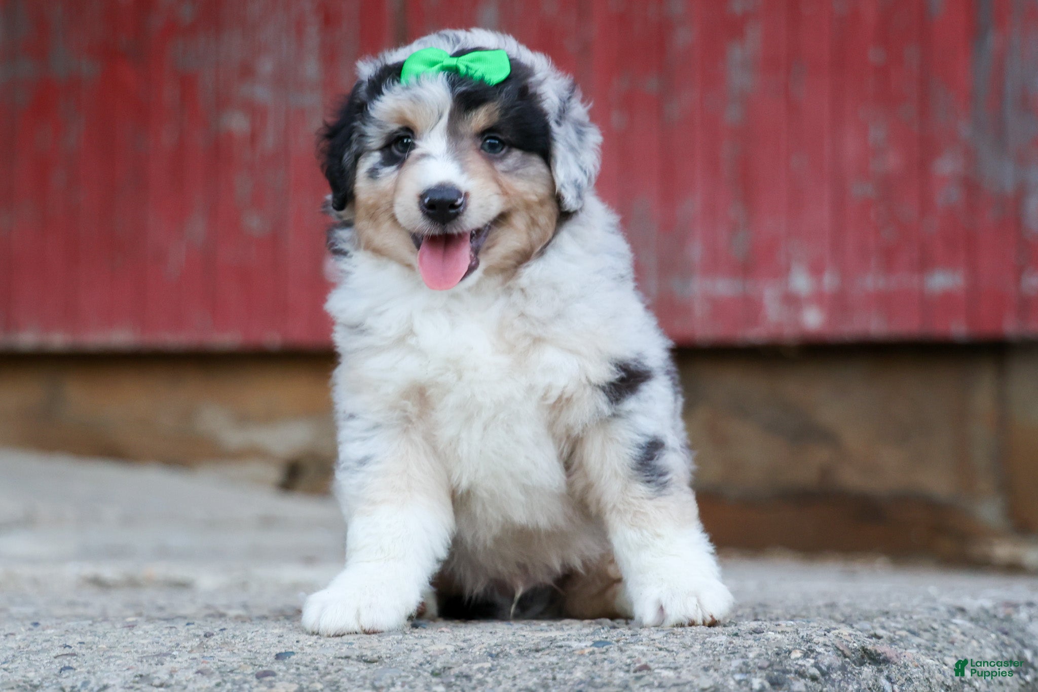 Miniature Australian Shepherd dogs LANDON - Ad 2