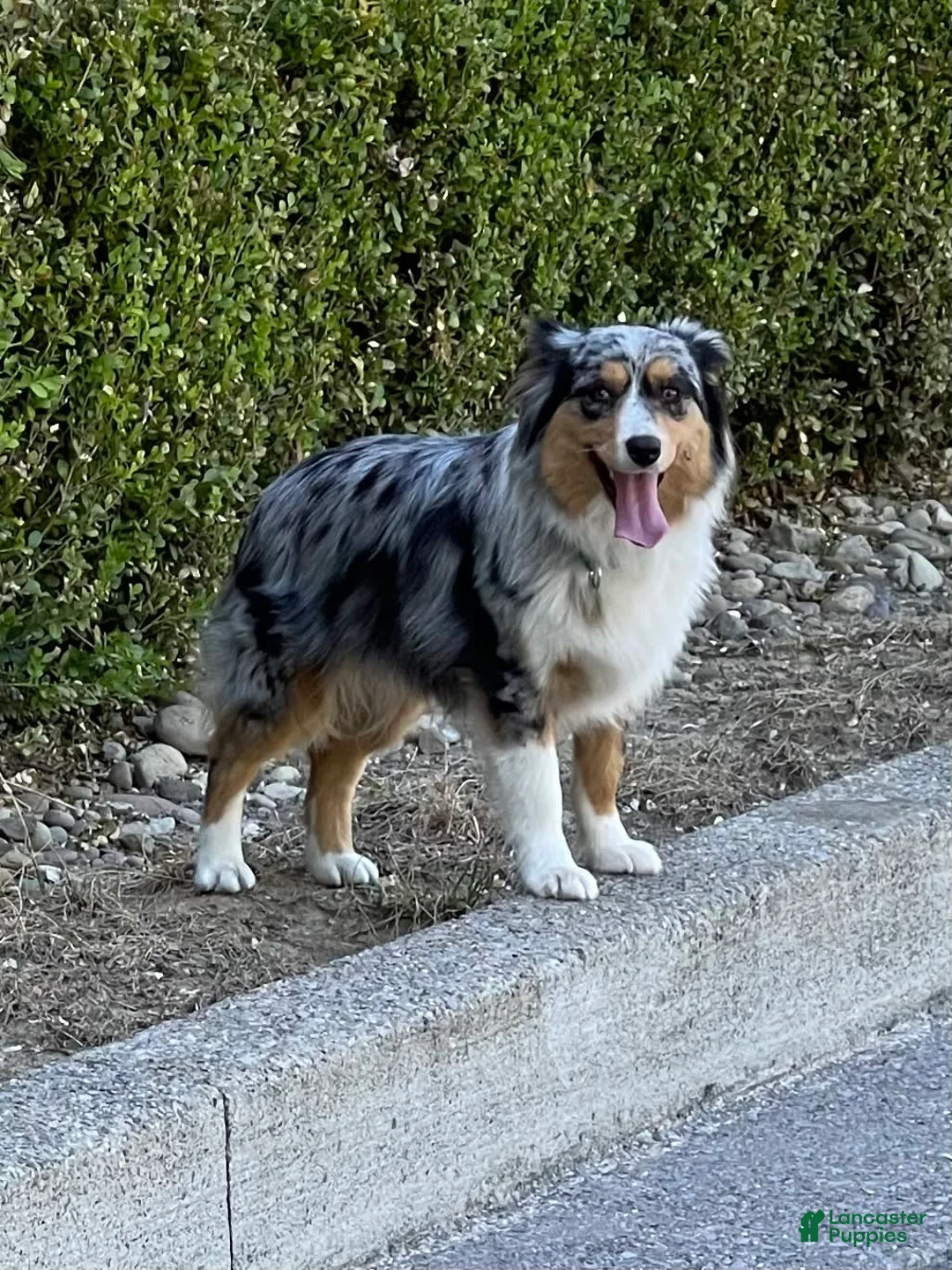 Gallery Image {{count}}