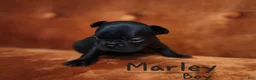 French Bulldog dogs for sale: Marley - Ad 5