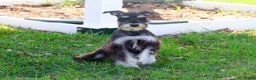 Miniature Schnauzer dogs for sale: Rita - Ad 6