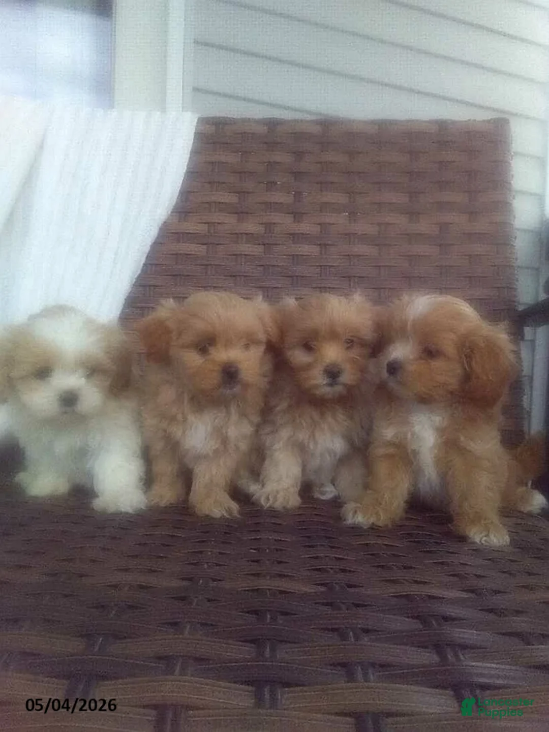 Mixed Breed dogs for sale: Wyneta - Ad 2