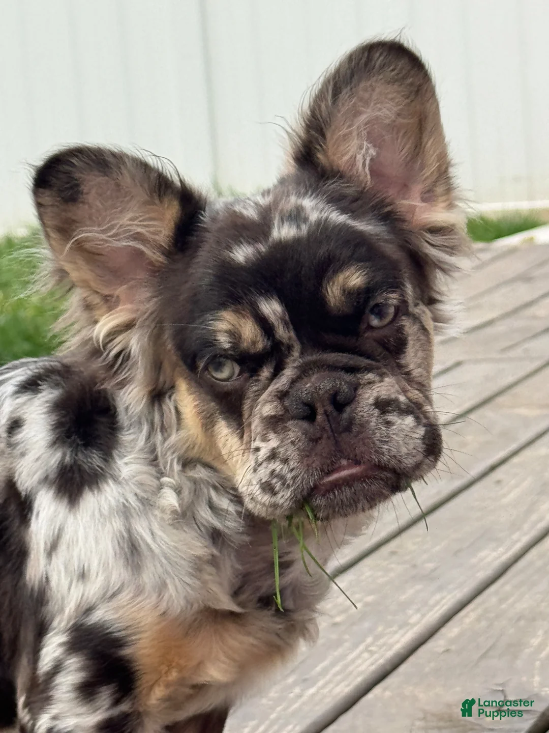 French Bulldog dogs for sale: French Bulldog Puppy 1 - Ad 1