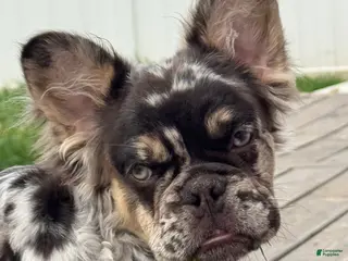 French Bulldog dogs French Bulldog Puppy 1 - Ad 22