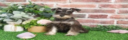 Miniature Schnauzer dogs for sale: Esperanza  - Ad 10