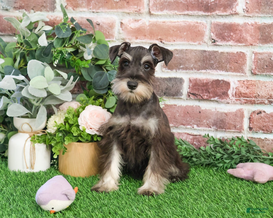 Miniature Schnauzer dogs for sale: Esperanza  - Ad 10