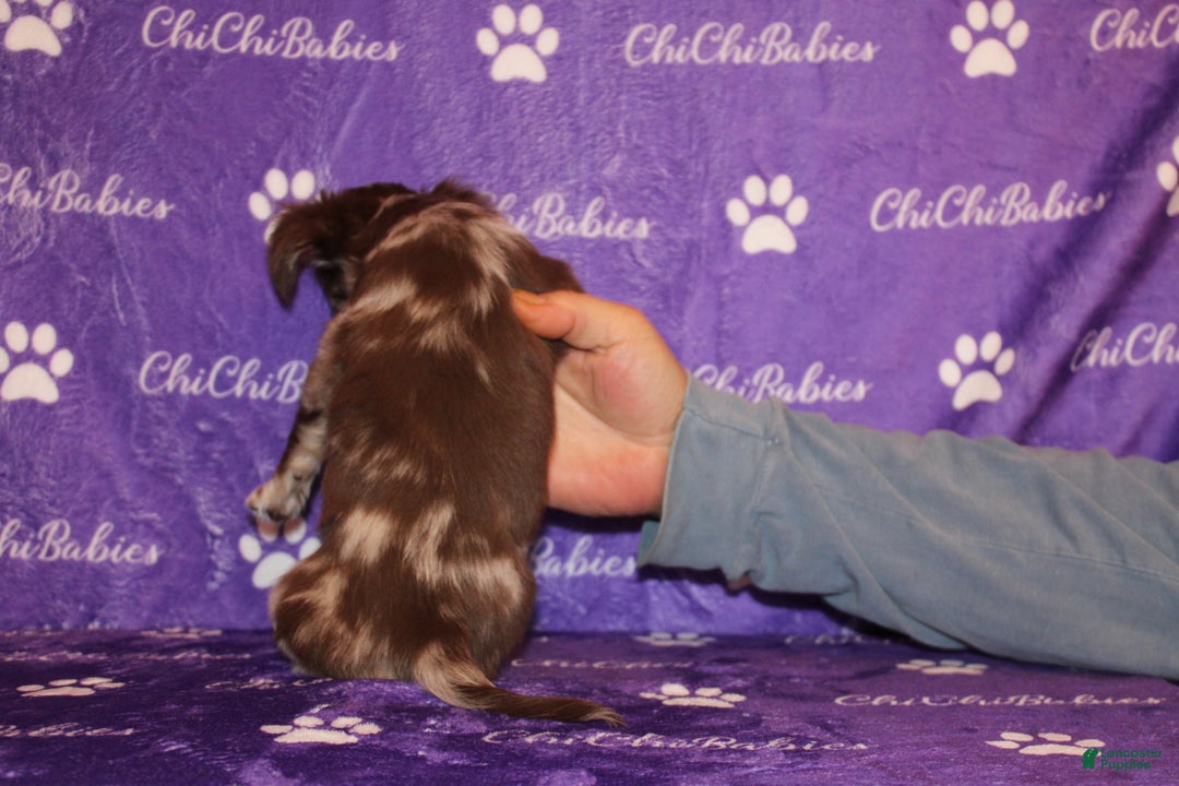 Chihuahua dogs for sale: Wilhelmina - Ad 2