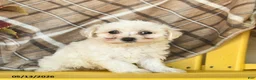 Maltipoo dogs for sale: Sky    - Ad 3