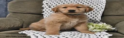 Golden Retriever dogs for sale: Roy  - Ad 4
