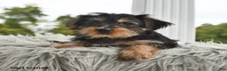 Morkie dogs for sale: Pumpkin - Ad 5