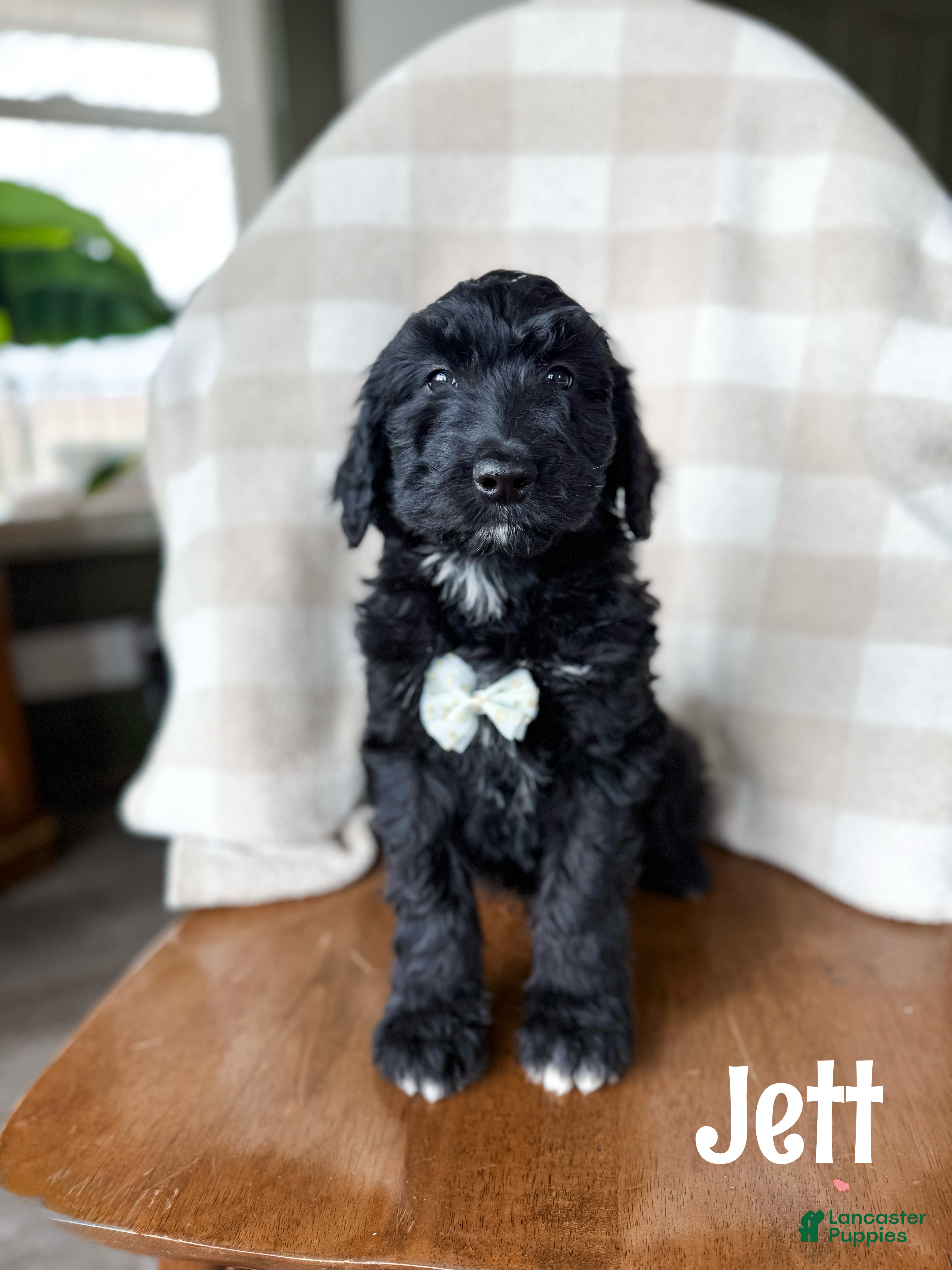 Aussiedoodle dogs Jett - Ad 25